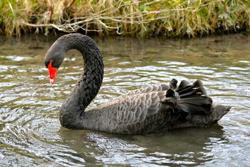 Obraz premium Cygne noir