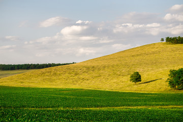 Green corn fields and forest on skyline.