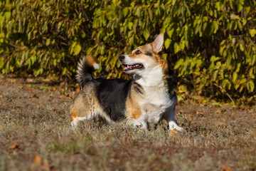 Corgi pembroke dog play in park