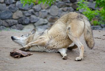 Funny playful wolf rolling on the ground