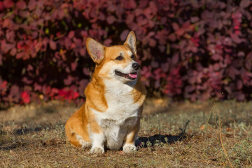 Red corgi pembroke dog in autumn park