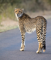 Lone cheetah walking across road at dusk