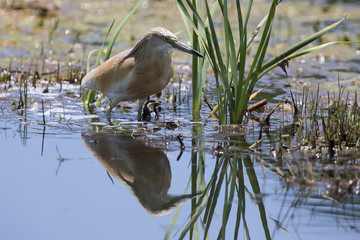 Squacco Heron hunting for food among reeds and water