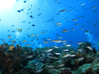  沖縄の海　小魚戯れるサンゴ礁 阿嘉島