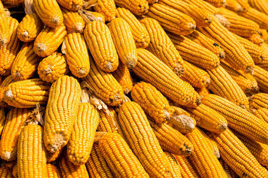 Dried corn background