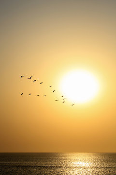 Oiseaux migrateurs et coucher de soleil, S&eacute;n&eacute;gal