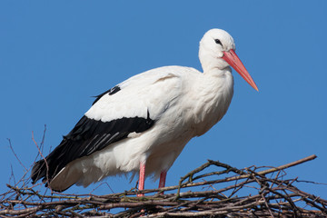 Fototapeta premium Weißstorch (Ciconia ciconia)