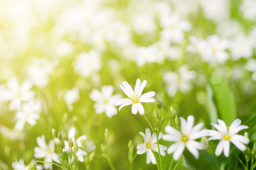 White tender spring flowers, Cerastivum arvense, growing at meadow. Seasonal natural floral background with sun shining