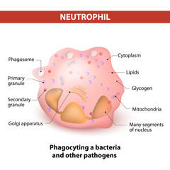 Obraz premium Neutrophil granulocytes