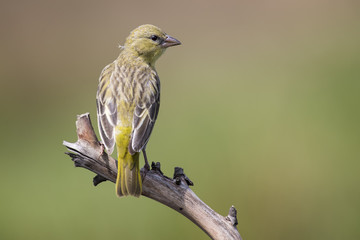 Obraz premium Female weaver sit on a perch and waiting for the male