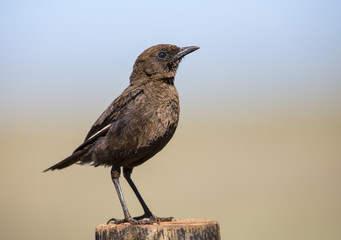 Ant eating chat sitting on a perch in early morning sun
