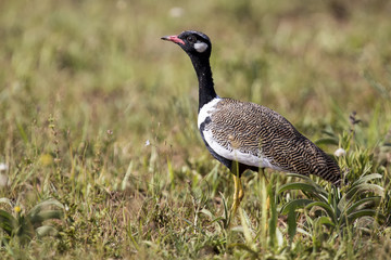 Northern Black Korhaan walking along green grass in sunshine