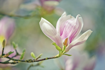 Magnolien