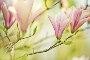 Fototapeta premium Magnolien