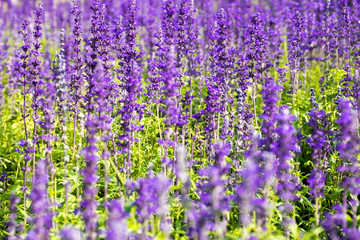 Obraz premium Lavender flower close up in a field