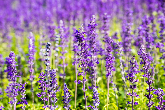 Lavender flower close up in a field © exzozis