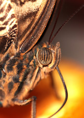 Eye of owl butterfly 