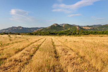 champ au pieds des collines en Balagne - Corse