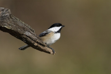 Obraz premium Black capped Chickadee (Parus atricapillus)