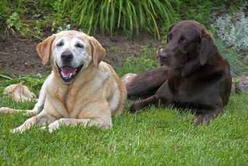 Yellow and Chocolate Labrador Retrievers resting in garden.