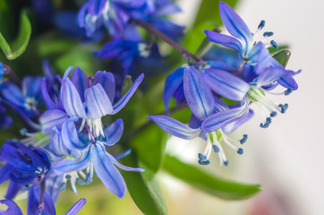 Blue snowdrops, first spring flowers, scilla siberica