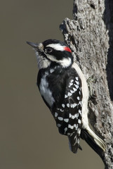 Male Downy Woodpecker (Picoides pubescens)