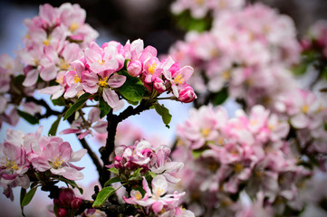 Antico melo in fiore