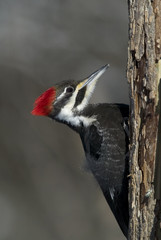 Pileated Woodpecker (Dryocopus pileatus)