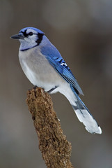 Blue Jay (Cyanocitta cristata)