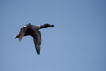 Northern Shoveler, Shoveler, Anas clypeata