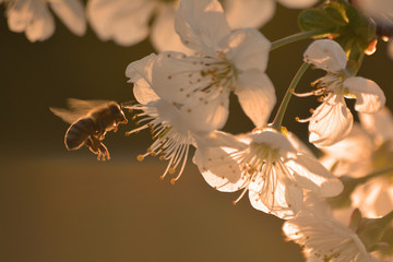 Pszczółka w kwiatach wiśni © Robtas