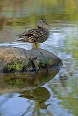 Female Mallard Duck (Anas platyrhynchos)