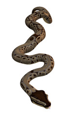 Ball Python on White