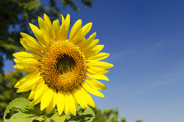 Fototapeta premium Sunflower in garden with sky background
