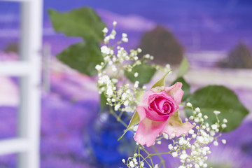 Summer Flower, pink rose isolated, square cropped.