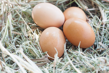 eggs in nest