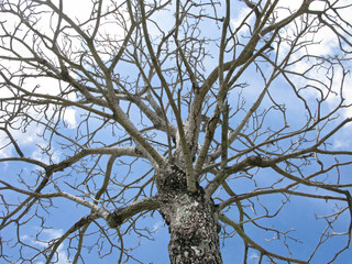 Top of bare tree looking up