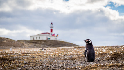 Obraz premium Penguin Isla Magdalena Chile , Punta Arenas Patagonia 