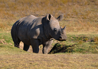 Baby Rhino in grassland