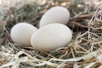 eggs in nest