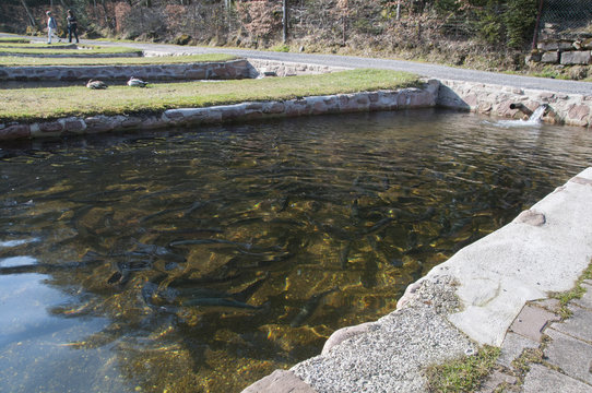 Fischzucht im Schwarzwald