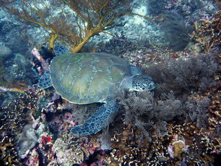 Fototapeta na wymiar Turtle sleeping on the coral