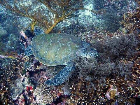 Turtle sleeping on the coral