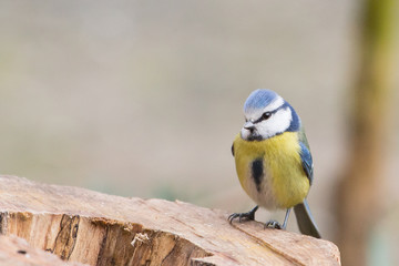 Eurasian blue tit (Cyanistes caeruleus), Italy