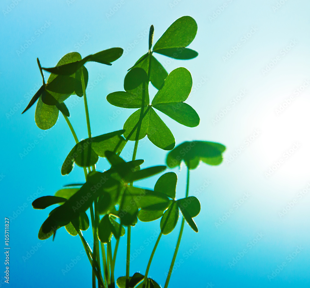 Wall mural clover over blue sky