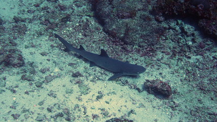 White tip reef shark laying on the ocean floor
