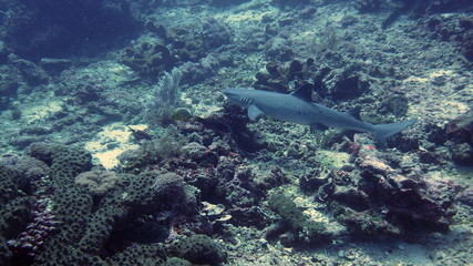 Swimming white tip reef shark near shark point