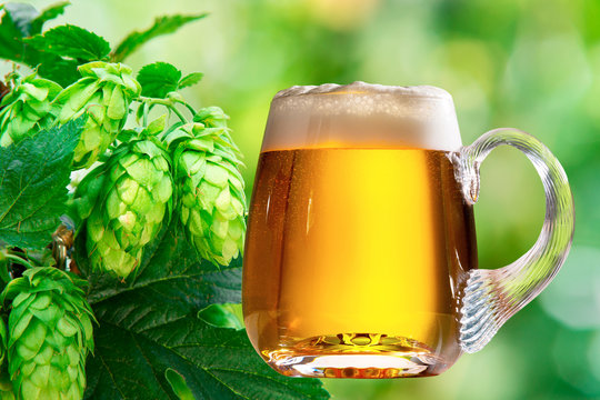 hop cones with glass of beer in the hop field
