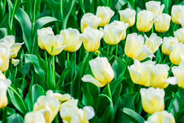 Beautiful bouquet of tulips. colorful tulips. tulips in spring,colourful tulip