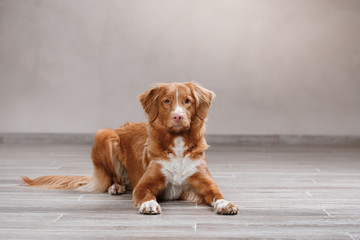 Dog Nova Scotia Duck Tolling Retriever, portrait dog on a studio color background